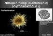 Nitrogen fixing (diazotrophic) phytoplankton: e.g. Image: Annette Hynes 1 mm 1 μ m Trichodesmium Croccosphaera watsonii Image: WHOI