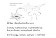 Order- Carcharhiniformes Family- Sphyrnidae -hammerhead, bonnethead, scoophead sharks Etymology- Greek, sphyra = hammer