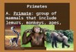 Primates A. Primate: group of mammals that include lemurs, monkeys, apes, and humans