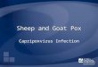 Sheep and Goat Pox Capripoxvirus Infection. Overview Organism Economic Impact Epidemiology Transmission Clinical Signs Diagnosis and Treatment Prevention
