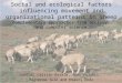 Social and ecological factors influencing movement and organizational patterns in sheep Habiba, Caitlin Barale, Ipek Kulahci, Rajmonda Sulo and Khairi