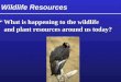 Wildlife Resources  What is happening to the wildlife and plant resources around us today?  What is happening to the wildlife and plant resources around