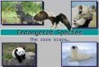 The rare scare… Endangered Species. endangered speciesAn endangered species is a population of organisms which is at risk of becoming extinct because