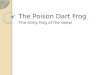 The Poison Dart Frog The slimy frog of the deep!