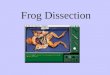 Frog Dissection. AMPHIBIAN CHARACTERISTICS Moist, thin skin without scales Aquatic larva changes to terrestrial adult Feet without claws Respiration with