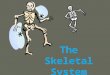 The Skeletal System Fun Facts A giraffe has the same # of bones in the neck as humans do Bones are 14% of your body weight Bone is 5x as strong as steel
