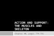 ACTION AND SUPPORT: THE MUSCLES AND SKELETON Chapter 40, pages 774-791