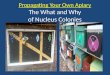 Propagating Your Own Apiary The What and Why of Nucleus Colonies