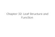 Chapter 32: Leaf Structure and Function. Function â€“ photosynthesis Shape â€“ â€“ max. light absorption â€“ Diffusion of CO2 and O2 â€“ Ordered arrangement