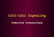 Cell-Cell Signaling Inductive Interactions. Induction: proximate interactions Close range interactions Inducer –Tissue doing the inducing –Emits a signal