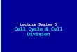 Lecture Series 5 Cell Cycle & Cell Division. Reading Assignments Read Chapter 18Read Chapter 18 Cell Cycle & Cell Death Read Chapter 19Read Chapter 19