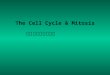 The Cell Cycle & Mitosis 細胞周期與細胞分裂. Cell Cycle There are so many accelerators and brakes