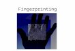 Fingerprinting. FUNDAMENTAL PRINCIPLES OF FINGERPRINTS First Principle: A fingerprint is an individual characteristic. No two fingers have identical ridge