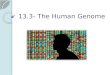 13.3- The Human Genome. What is a genome? Genome: the total number of genes in an individual. Human Genome- approx. 20,000 genes on the 46 human chromosomes
