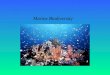 Marine Biodiversity. Comparison of Biodiversity on Land and in the Ocean. Physical and chemical differences: 1.Greater density and viscosity 2.Sound transmitted