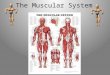 The Muscular System What are the Parts of the Muscular System? There are three types of muscles that make up the muscular system: smooth, skeletal and