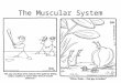 The Muscular System. General Muscle Functions the body and its parts to move or to move thingsMuscular tissue enables the body and its parts to move