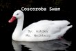 Coscoroba Swan By: Ashley Ms. Weinberg. Coscoroba Swan