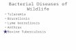 Bacterial Diseases of Wildlife Tularemia Brucellosis Lyme borreliosis Anthrax Bovine Tuberculosis