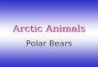 Arctic Animals Polar Bears Characteristics of Polar Bears A group of polar bears is called a "Celebration of Polar Bears". Polar bears can grow to 10