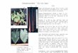 3680 3681 Colocasia esculenta ‘`Ula`ula kumu’ Lisa Raymond Ar - Colocasia esculenta ‘`Ula`ula kumu’ 3679 L-68.0135. Found on Kauai. Voucher: KMN 662 (07/26/1970)