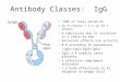 Antibody Classes: IgG ~80% of total serum Ab 2γ H chains + 2 κ or 2λ L chains 4 subclasses due to variation in γ chain aa seq Variation affects bio activity