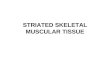 STRIATED SKELETAL MUSCULAR TISSUE. FUNCTIONS Movement Heat Stabilization