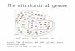 The mitochondrial genome Nucleoid, 75kb, 10 proteins, tRNA, rRNA, „optional“ introns Relaxed codon usage Variation in the code, trp, met, thr