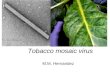M.M. Hernandez Tobacco mosaic virus. Tobacco mosaic virus TMV Genus Tobamovirus 15 members naked, rigid rod, + unsegmented ss RNA No family assignation