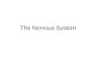The Nervous System. The Neuron The neuron is the basic unit of the nervous system Central Neurons in CNS Peripheral Neurons in PNS