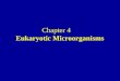 Chapter 4 Eukaryotic Microorganisms. Molds Mushrooms Fungi Yeasts Algae Protozoa Eukaryotic Microorganisms
