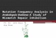 Mutation Frequency Analysis in Arabidopsis thaliana: A Study of Mismatch Repair Inhibition PI: Dr. John Hays Ana Brar