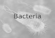 Bacteria. The Bacteria Cell Not discovered until 1600 by our buddy Anton van Leeuwenhoek Bacteria are prokaryotes (have no nucleus) Their genetic material