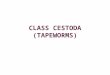 CLASS CESTODA (TAPEWORMS). General characters: Tapeworms have flat, segmented bodies, consisting of a head, known as the scolex, neck and a series of