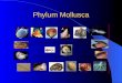 Phylum Mollusca. There are 5 classes: Class Amphineura – Chitons, 8 shells Class Gastropoda – ‘Stomach foot’ Class Bivalvia – 2 valves/shells Class Scaphopoda