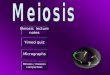 Meiosis lecture notes Timed quiz Micrographs Mitosis / meiosis comparison