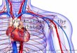 Pages 107-111 Sabrina Buonamici, Laura Mustillo, Eleni Karatzas and Lauren Drummond The Anatomy of the Circulatory System