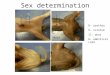 Sex determinationMale Female Male 8- urethra 9- scrotum 11- anus 6- umbilical cord