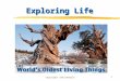 Exploring Life copyright cmassengale1. Themes Help to Organize Biological information copyright cmassengale2