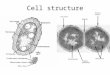 Cell structure. Nucleoid Single strand of DNA, usually circular, usually looks like a big ball of messed up twine… Size – smallest organism yet discovered