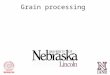Grain processing. Grain Feeding 3) Corn 1) Wheat 4) Grain Sorghum 2) Barley Acidosis Potential Grain Feeding Stock et al., 2006