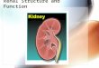 Renal Structure and Function. Introduction Main function of kidney is excretion of waste products (urea, uric acid, creatinine, etc). Other excretory