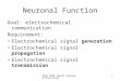 SPPA 2050 Speech Anatomy & Physiology 1 Neuronal Function Goal: electrochemical communication Requirement: Electrochemical signal generation Electrochemical