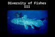 Diversity of Fishes III. Phylum Chordata –Superclass Agnatha Class Pteraspidomorphi † Class Myxini (?) Class Cephalaspidomorphi –Superclass Gnathostomata