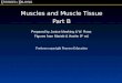 Muscles and Muscle Tissue Part B Prepared by Janice Meeking & W. Rose. Figures from Marieb & Hoehn 8 th ed. Portions copyright Pearson Education