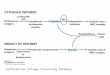Differential Antigen Processing Pathways. TAP: Transporter associated with Antigen Processing heterodimer