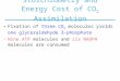 Stoichiometry and Energy Cost of CO 2 Assimilation Fixation of three CO 2 molecules yields one glyceraldehyde 3-phosphate Nine ATP molecules and six NADPH
