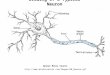 Drawing of a Typical Neuron   Spinal Motor neuron