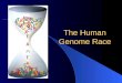 The Human Genome Race. Collins vs. Venter Collins Venter