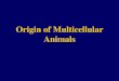 Origin of Multicellular Animals. The Appearance of Multicellularity Multicellular algae appeared about 1.0 Bya Multicellular animals appeared about 0.6